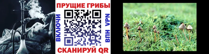 ссылка на мегу как войти  Кодинск  Галлюциногенные грибы Psilocybine cubensis 